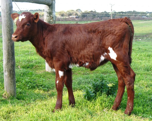 2014 7July raffle calf 006.1 lr