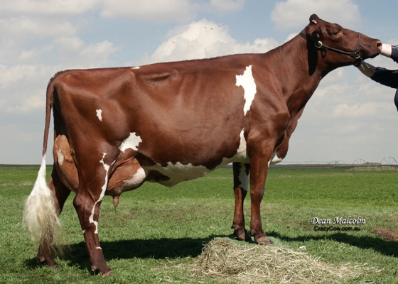 2014 7July raffle calf sires dam. Lynonga Poplar 27 5x7 cut1 LR