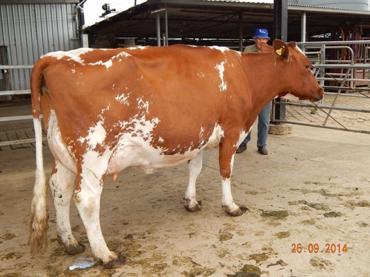 2014 Qld OFC - 3-4yrs - Myrtleholme Glenda 54