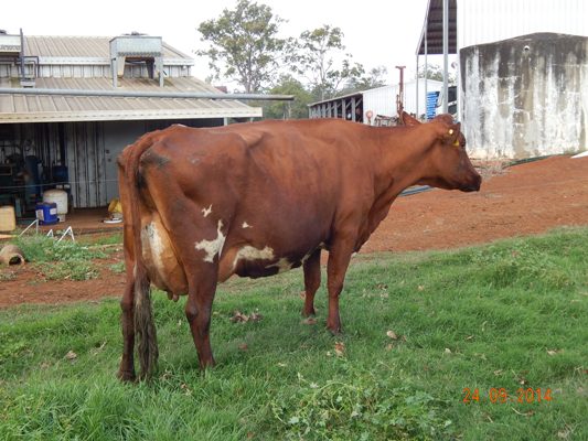 2014 Qld OFC - 4-5yrs - Riverwood Madam 2