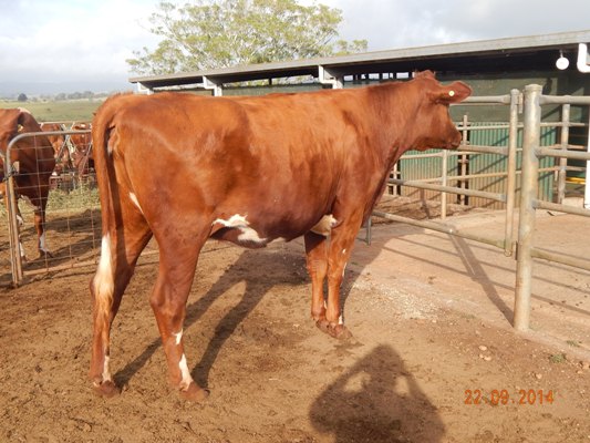 2014 Qld OFC - Dry Heifer - Eachamvale Cindy 15
