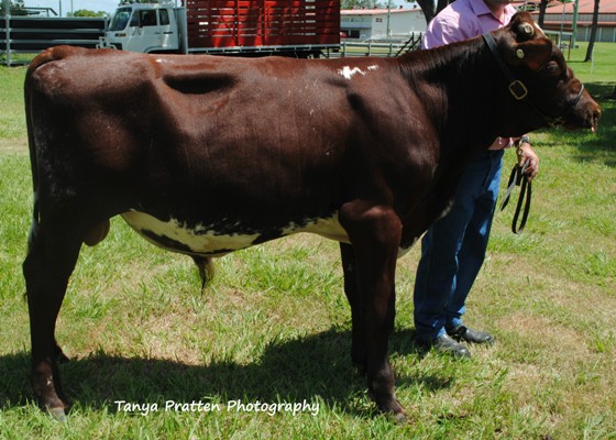 2015 SEQICC Calf Day Champ Bull