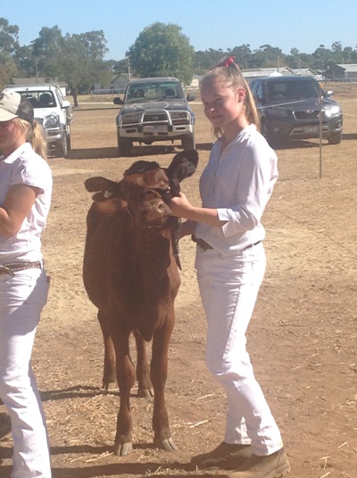 2015 Vic Calf Day Senior Handlers First Maddison Strong