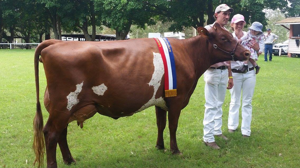 2016 Nowra Champ Cow