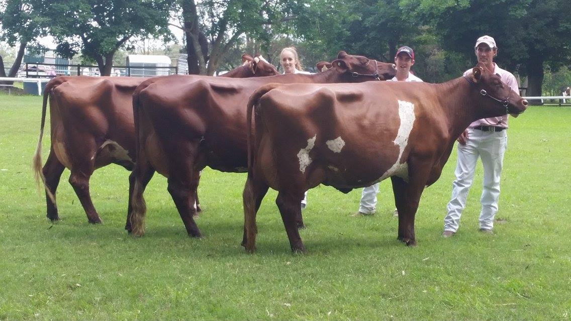 2016 Nowra Champ cow lineup