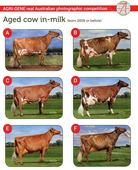2016 PC Aged Cow