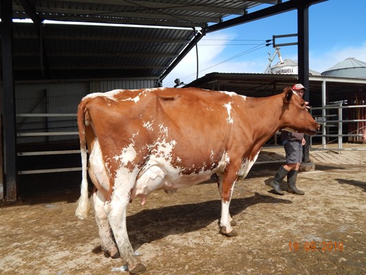 2016 Qld OFC Champ Cow