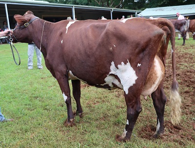 2022 Maleny Champion Cow