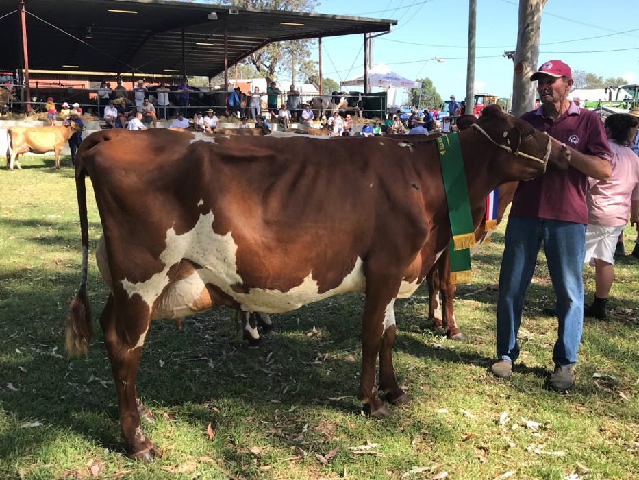 Bega 2018 Reserve Champ Cow