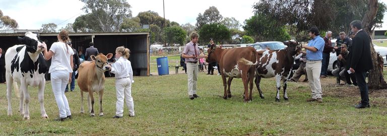 DSCN7153 Interbreed Junior Champion class some leaders dont know one end of the cow from the other for website