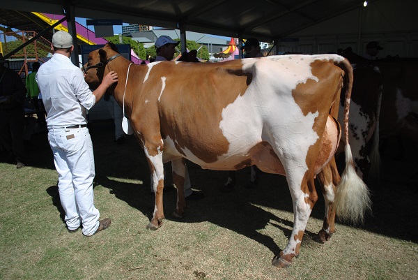 Ekka 17 Champion Cow lr