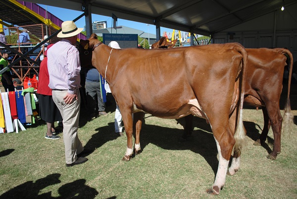 Ekka 17 Champion Intermediate Best Udder U3yrs lr