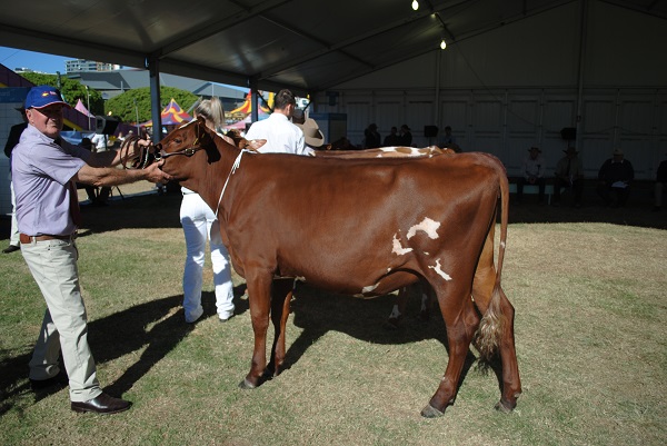 Ekka 17 Junior Champ lr