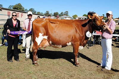 Gatton 17 Champion Cow lr