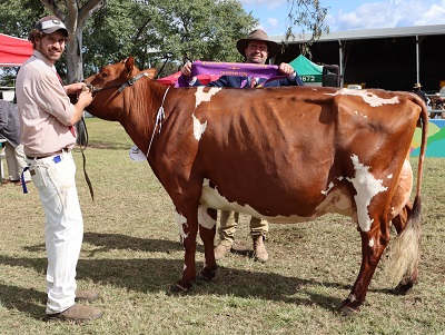 2022 Gatton Champion Cow