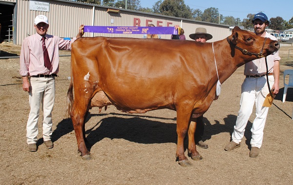 Gatton 18 Champion Cow