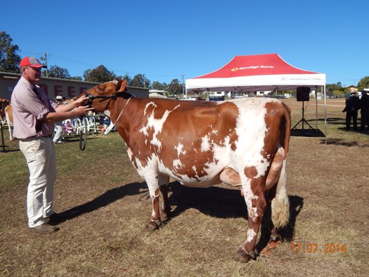 Gatton Show 2014 Res Champ Cow lr