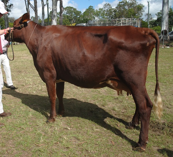 Gympie 19 Class 10