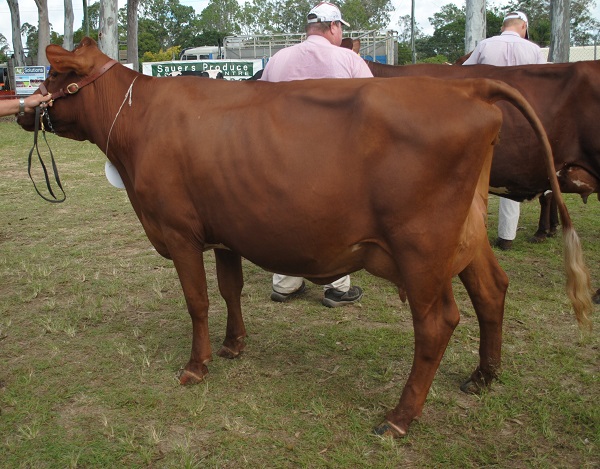 Gympie 19 Class 5