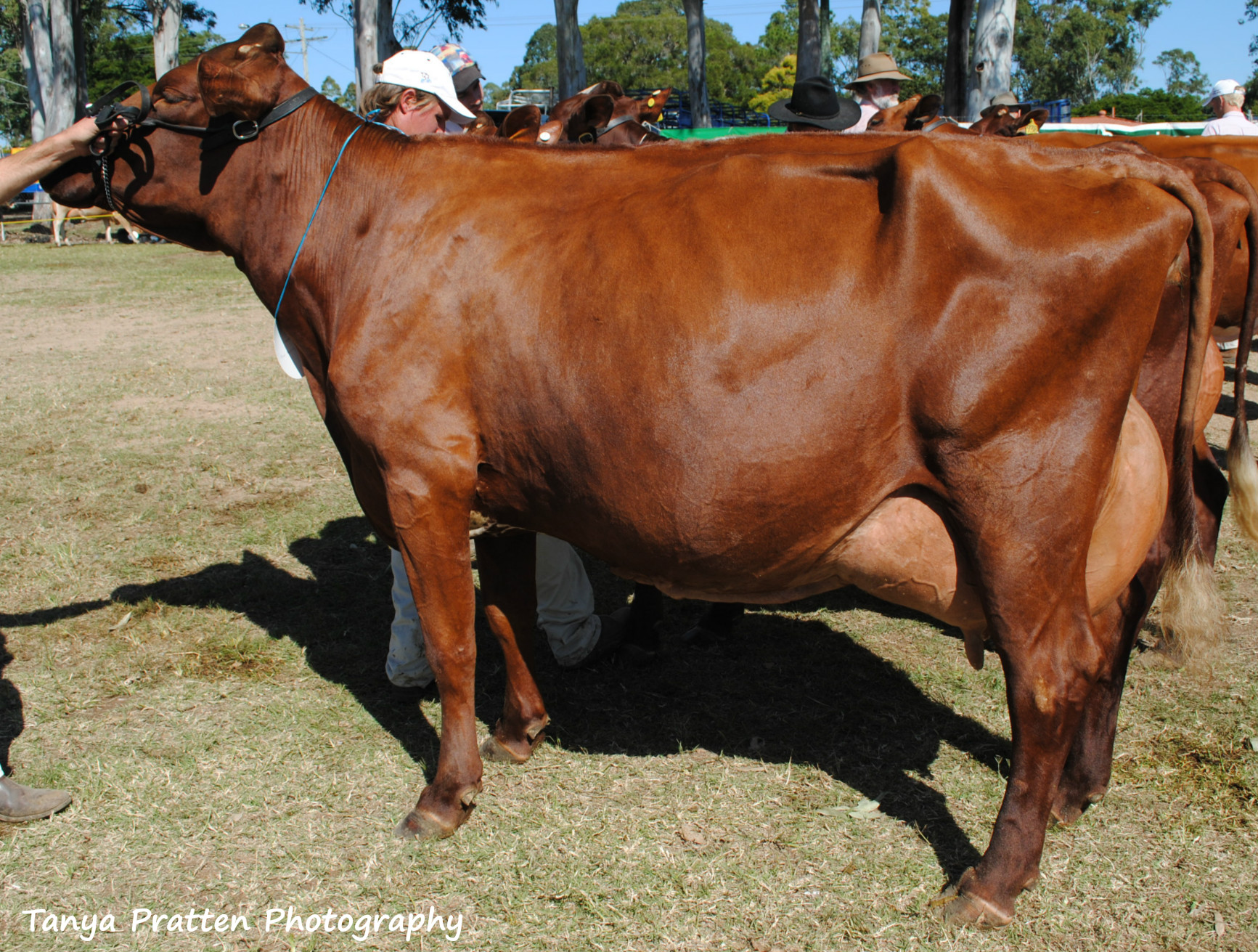Gympie 2015 Champion Cow