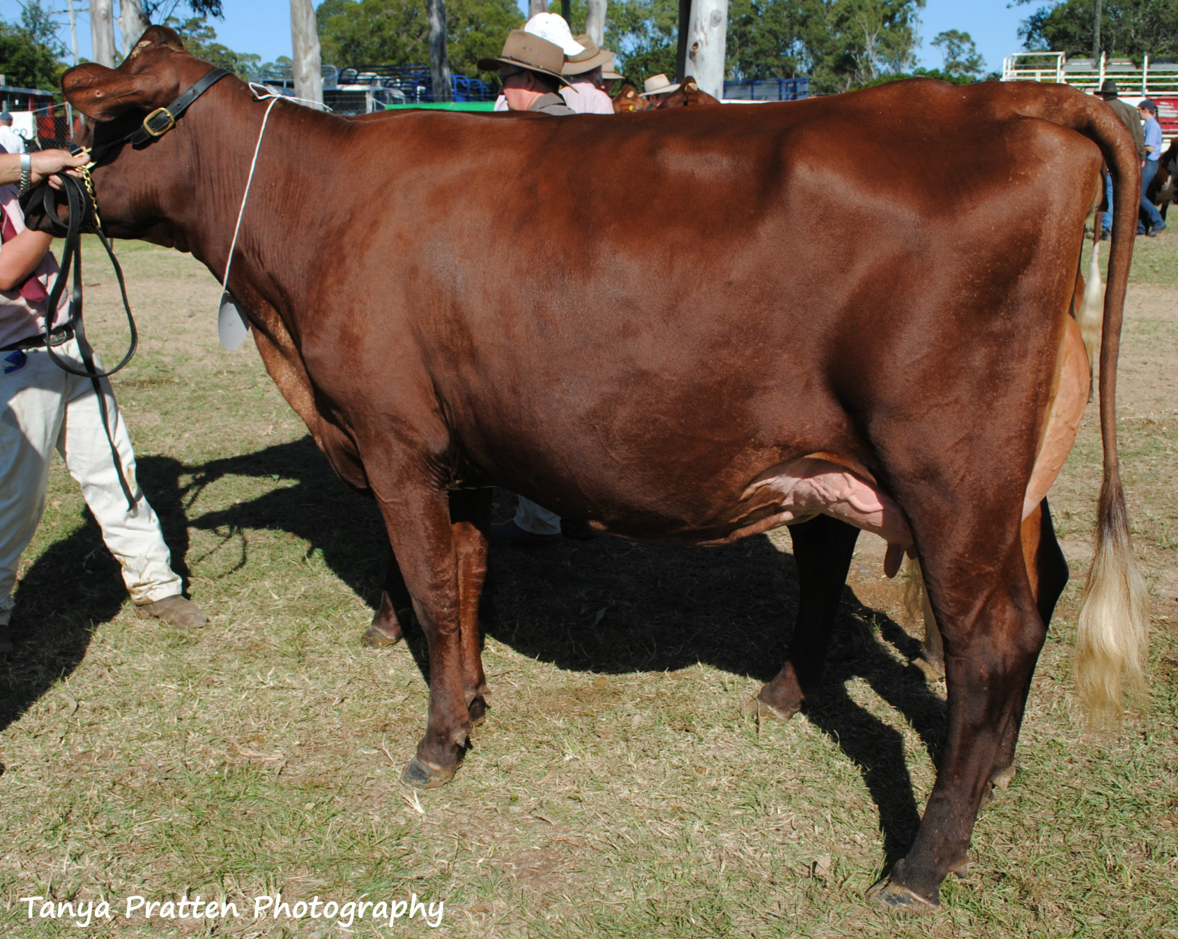Gympie 2015 Cow in milk 2.5yrs U3yrs