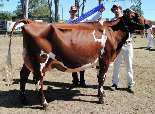 Gympie 2016 Champion Cow lr