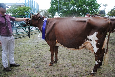 Gympie 2017 Champ Cow lr