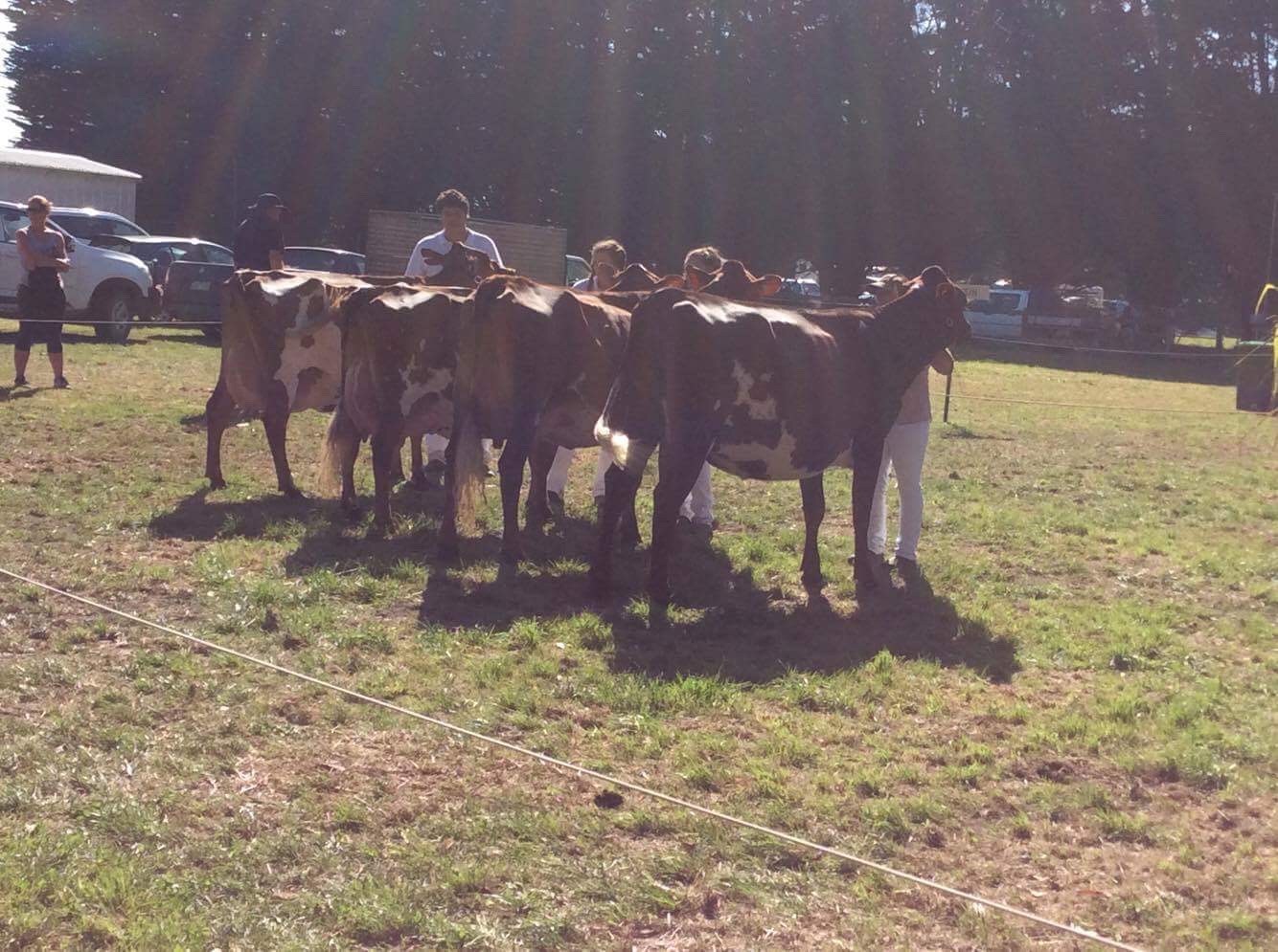 Heytesbury 2016 Champ lineup