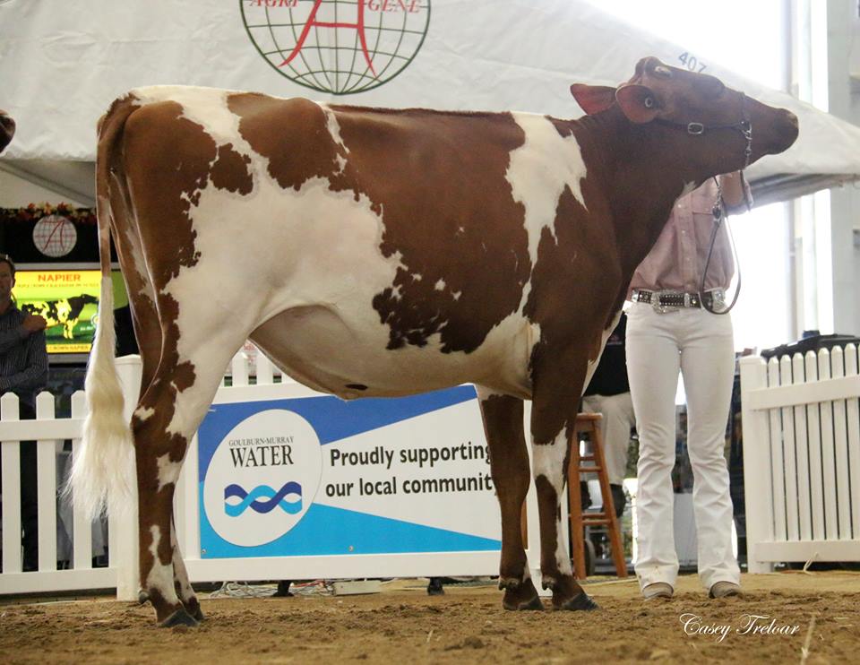 IDW 2015 Res Champ Jnr Youth Show