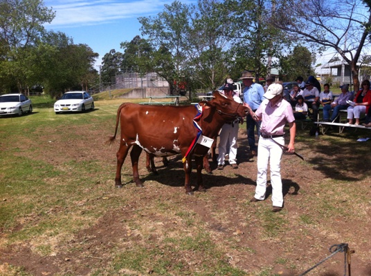 Kangawarra Stella 3863 Jnr Champ lr