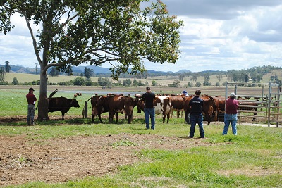 Ledger Property judging day 2 lr