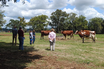 Ledger Property judging day lr