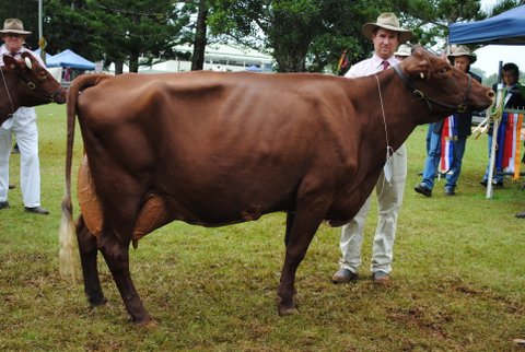 Maleny 2013 Res Champ Cow  Supreme Cow
