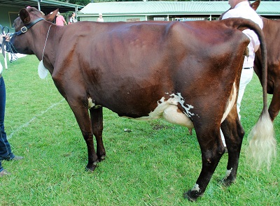 Maleny 2016 Champ Intermediate lr