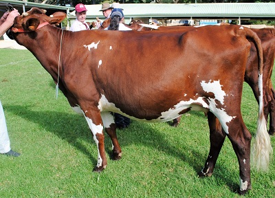 Maleny 2016 Champ Juvenile