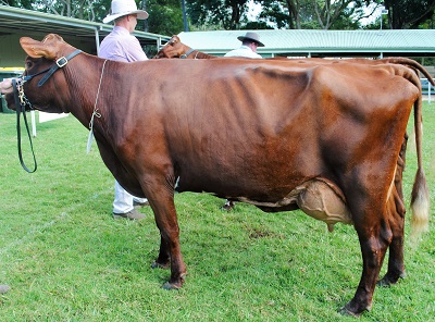 Maleny 2016 Champion Cow lr