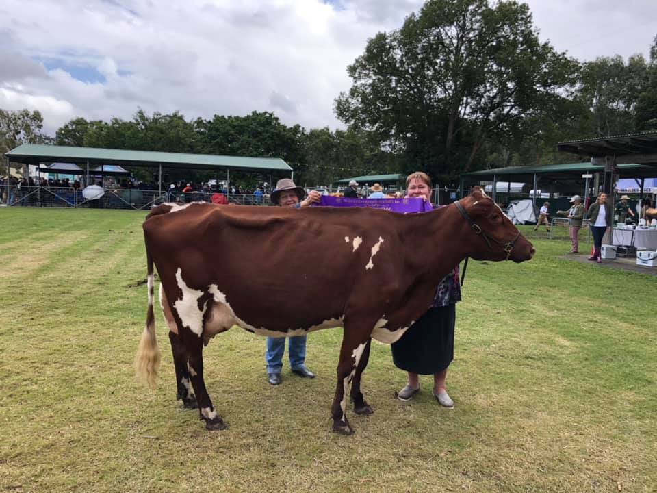 Mudgeeraba 19 Champ Cow