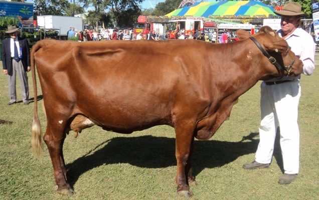 Mudgeeraba 2014 Champ Cow  Udder lr