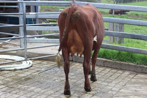 Sth Coast OFC 18 Best Udder