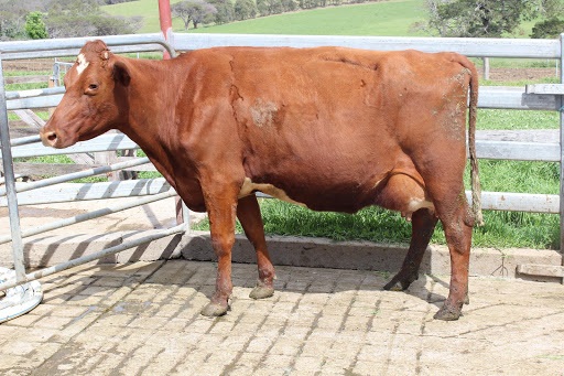 Sth Coast OFC 18 Hon Ment Cow