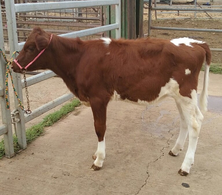 Panorama raffle calf 2