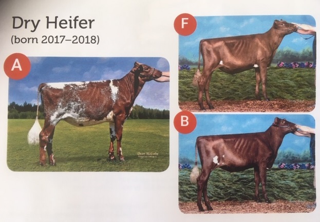 Real Aust Photo Comp 18 Dry Heifer