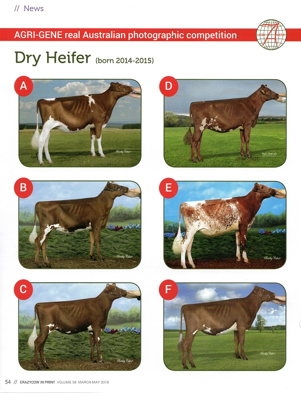 Real Aust Photo Comp 2017 Dry Heifer