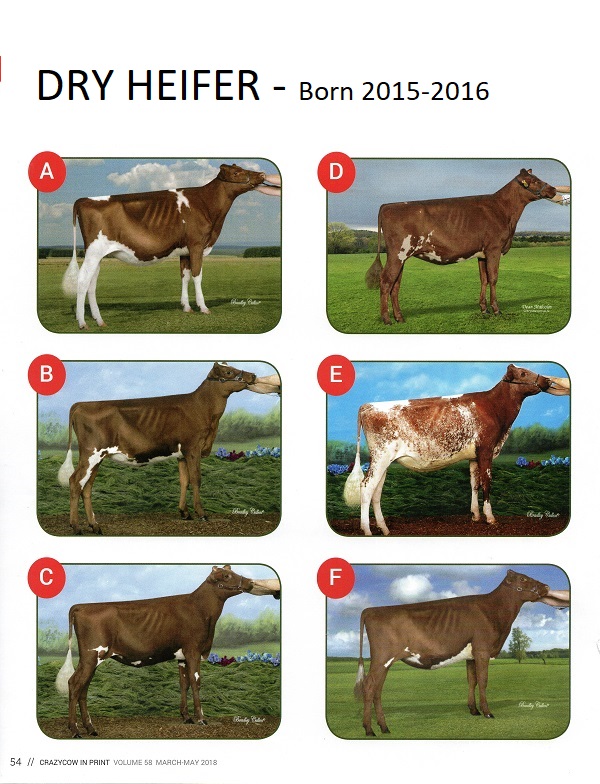 Real Aust Photo Comp 2017 Dry Heifer 2