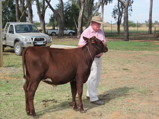 Vic Calf Show 2013 Jnr Champ web