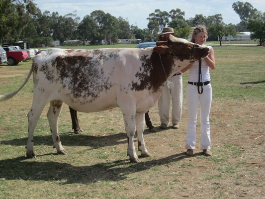 Vic Calf Show 2013 Senior Champ Web