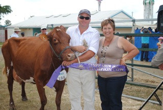 Champion_Cow_Pres_Gympie_12