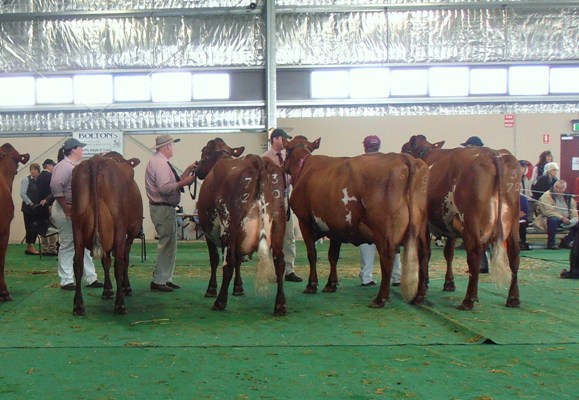 Shepparton_Champion_cow_lineup