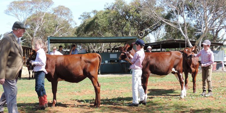 2014 Murray Br Baby Calf Class