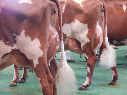 2014 Shepparton Best Udder